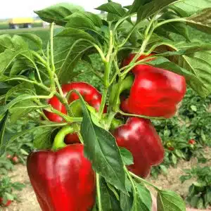 Chouca F1 Sweet Pepper