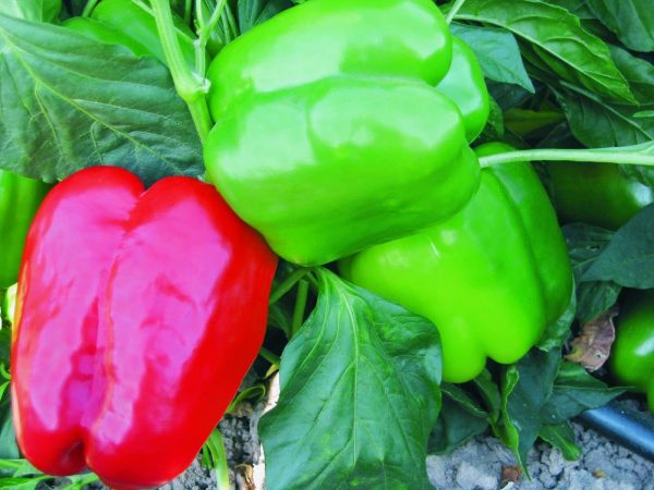 Solario F1 Sweet Pepper