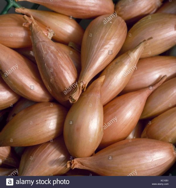 Jermor Shallot