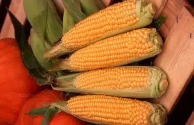 Sweet Corn