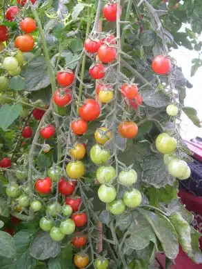 Tomatoes