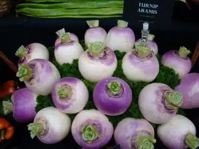 Turnips