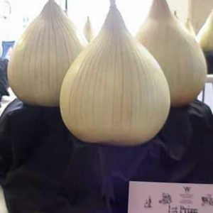 Onion - Own Selection Large Exhibition - PREMIUM PLANTS