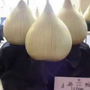 Onion - Own Selection Large Exhibition - PREMIUM PLANTS