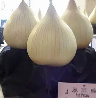 Onion - Own Selection Large Exhibition - PREMIUM PLANTS