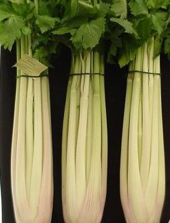 STARBURST CELERY F1 - Seedlings (Exclusive to Medwyns) from an EARLY MARCH sowing.