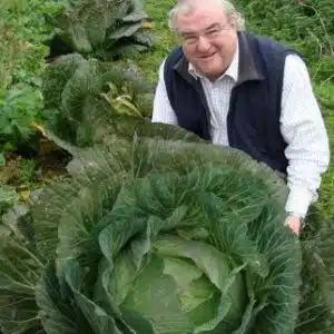 GIANT CORNISH CABBAGE PLANTS Cabbage