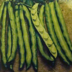 BROAD BEAN - AQUADULCE