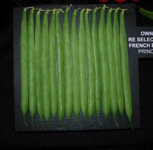 Reselected Exhibition Climbing French Bean