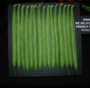 Reselected Exhibition Climbing French Bean