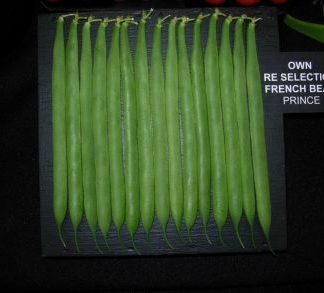 Reselected Exhibition Climbing French Bean