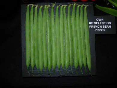 Reselected Exhibition Climbing French Bean