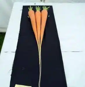 Long Carrot (my own re selected seed from New Red Intermediate)