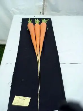Long Carrot (my own re selected seed from New Red Intermediate)