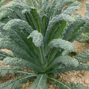 Black Tuscany Kale (Nero-De-Toscana-Precoce)