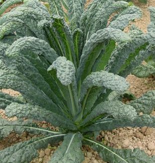 Black Tuscany Kale (Nero-De-Toscana-Precoce)