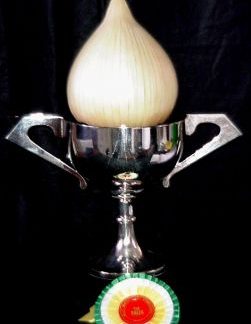 Large Exhibition Onion(Own re-selection)