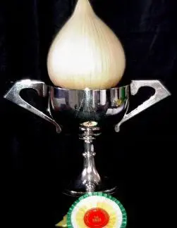 Large Exhibition Onion(Own re-selection)