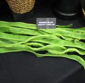 Longest Runner Bean (Jescot-Long-Un)