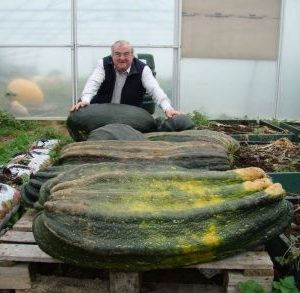 Giant Green Marrow Plants (From my Own Re Selected seed)