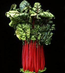 Rhubarb Chard