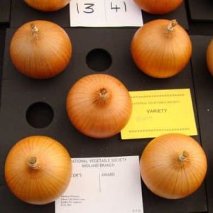 Vento 250 gram onion