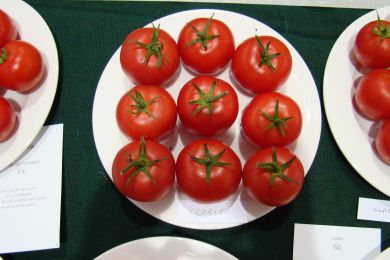 ZENITH F1 (Tomato Plants)