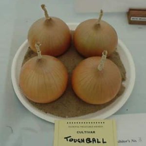 TOUGHBALL - Onion Plants for the under 250 grams class.