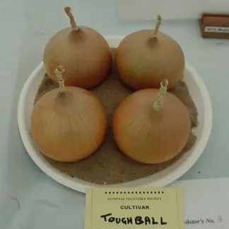 TOUGHBALL - Onion Plants for the under 250 grams class.