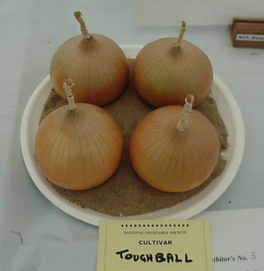 TOUGHBALL - Onion Plants for the under 250 grams class.