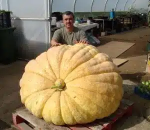 GIANT PUMPKIN PLANTS (From my Own Reselected seed)