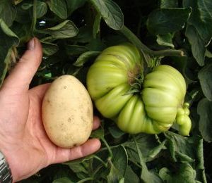 Giant Tomato P.G. Selection