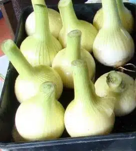 Centurion onion sets