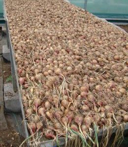 Aristocrat Shallots