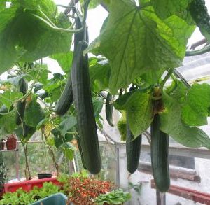 Carmen F1 Cucumber Plants