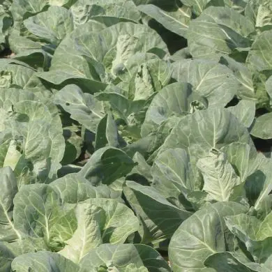 Regency F1 Green Pointed Cabbage