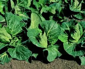 Advantage F1 Pointed Cabbage