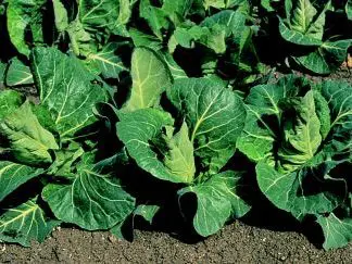 Advantage F1 Pointed Cabbage