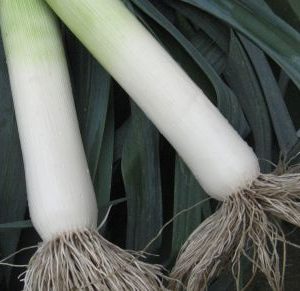 Warwick F1 Winter leek