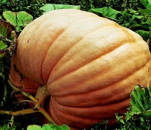 Giant Pumpkin