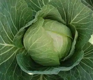 Cabbice round green cabbage