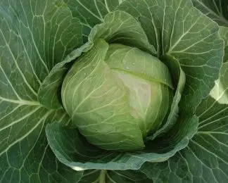 Cabbice round green cabbage