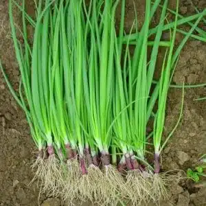 Reddy Red Spring Onion