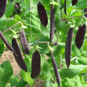 *NEW* Shiraz Purple podded snow pea