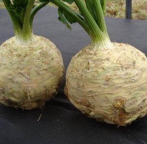 Celeriac Monet F1