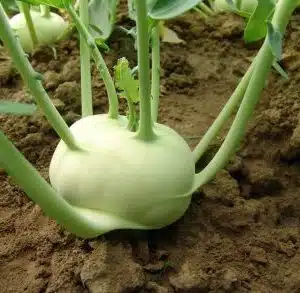 Kohl Rabi Kref F1