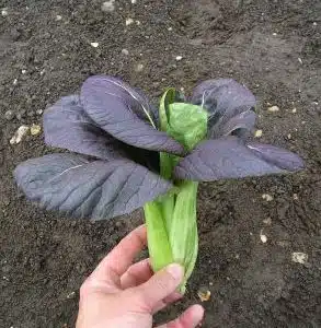 *NEW* Pak Choi Red Lady F1