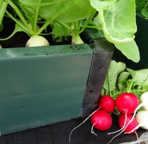 *NEW* Solito F1 Radish