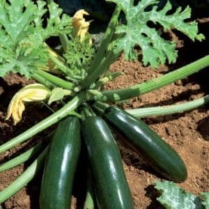 ASTIA F1 COURGETTE