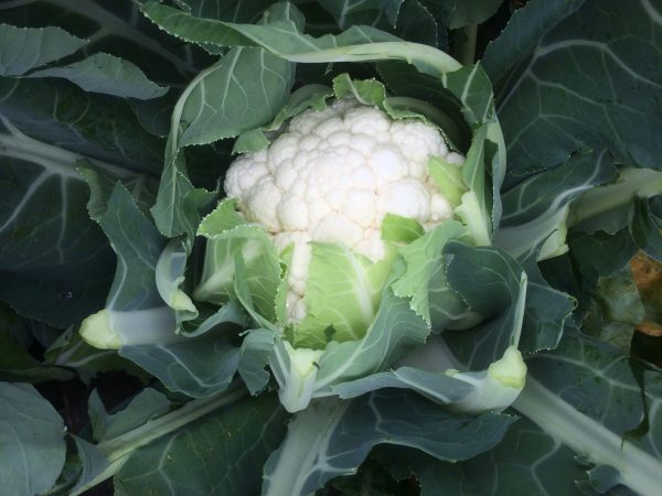 SV5818AC Cauliflower (Cornell replacement by breeder)